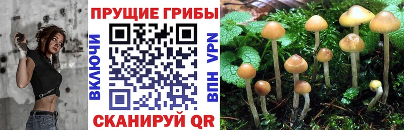 купить сайты Белый Псилоцибиновые грибы мухоморы